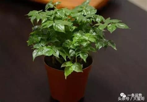 帶刺植物風水|開運化煞：帶刺植物的風水講究